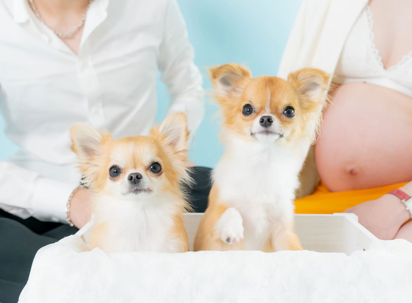 ペットフォト撮影のご注意